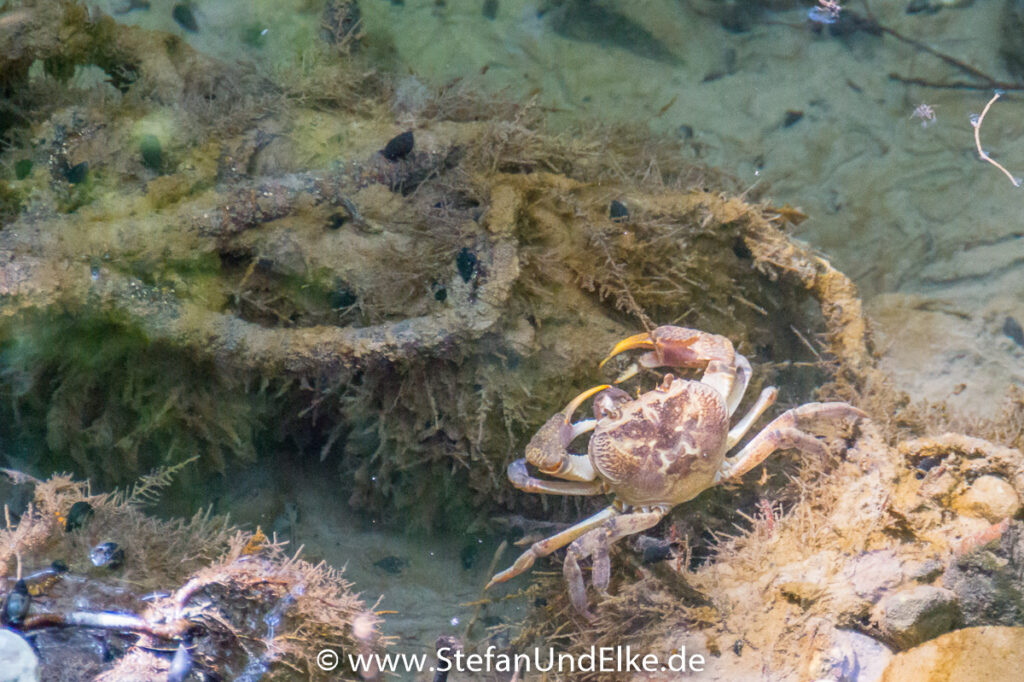 Im Schmetterlingstal auf der Insel Rhodos