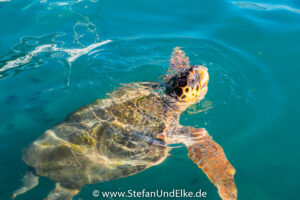 Unechte Karettschildkröte (Caretta Caretta), Kastellorizo, Griechenland