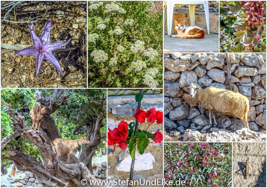 Flora und Fauna auf der Insel Pserimos