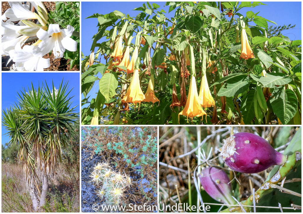 Pflanzenvielfalt auf der Insel Zakynthos