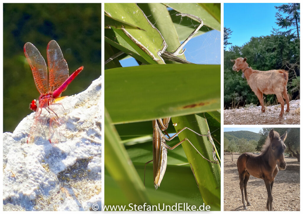 Tiere auf der Insel Kefalonia