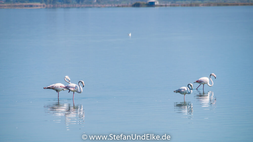 Flamingos in der Lagune