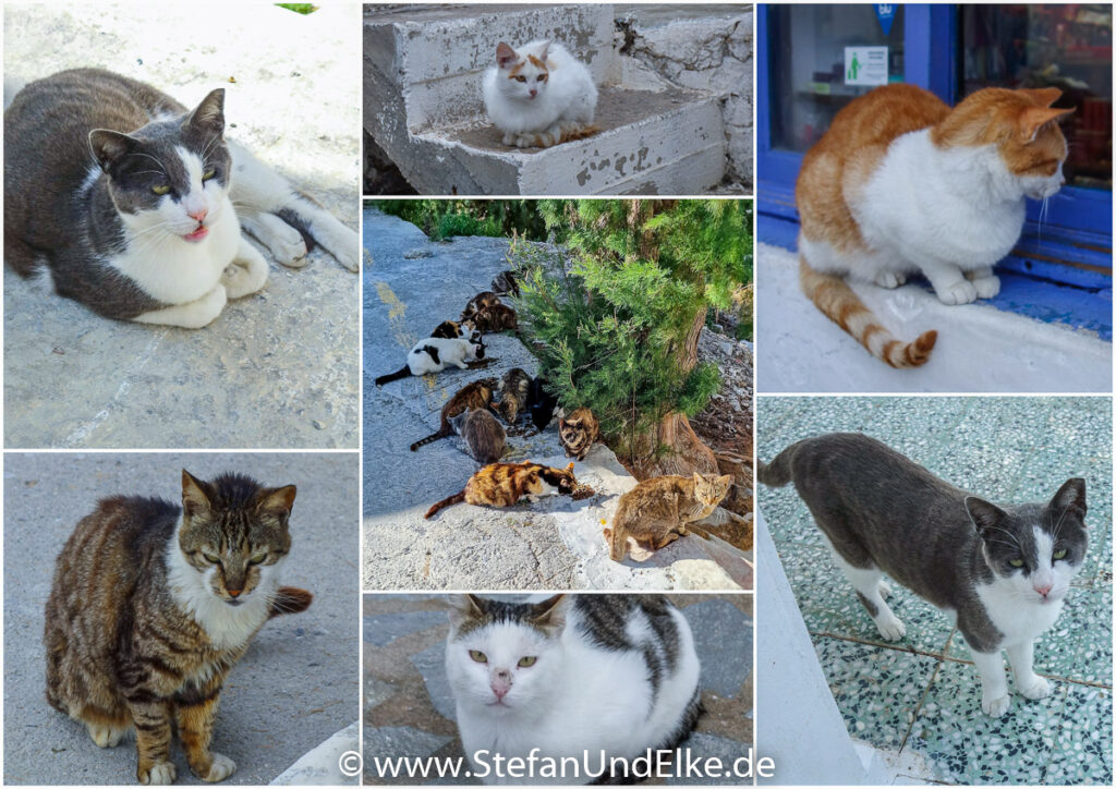 Keine griechische Insel ohne Katzen -😊