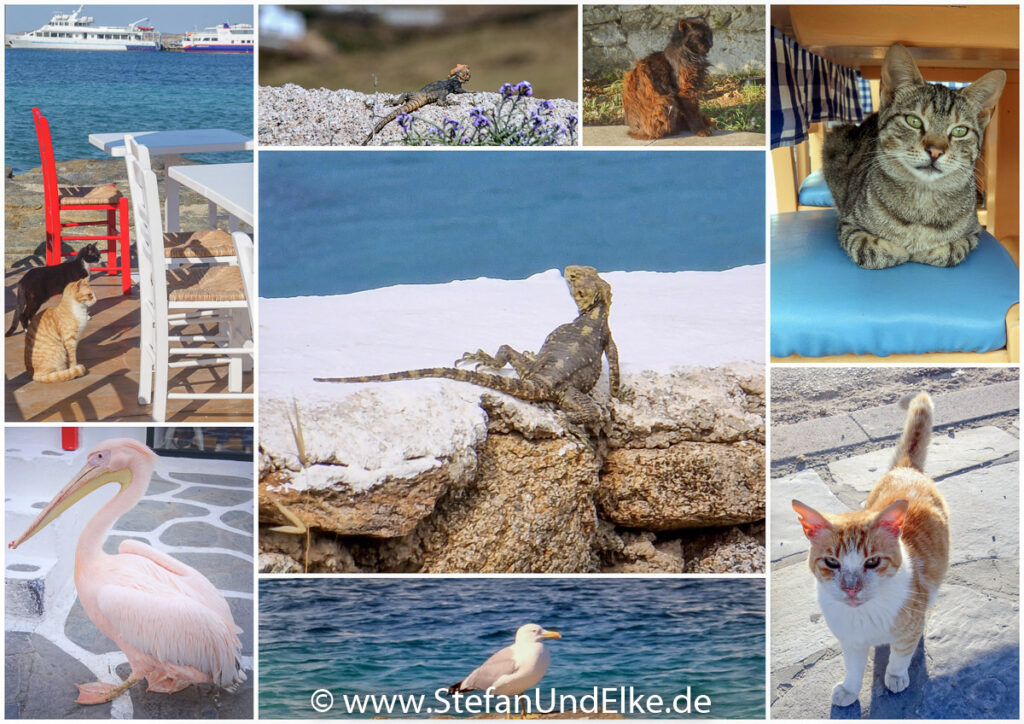 Tierwelt auf der Insel Mykonos