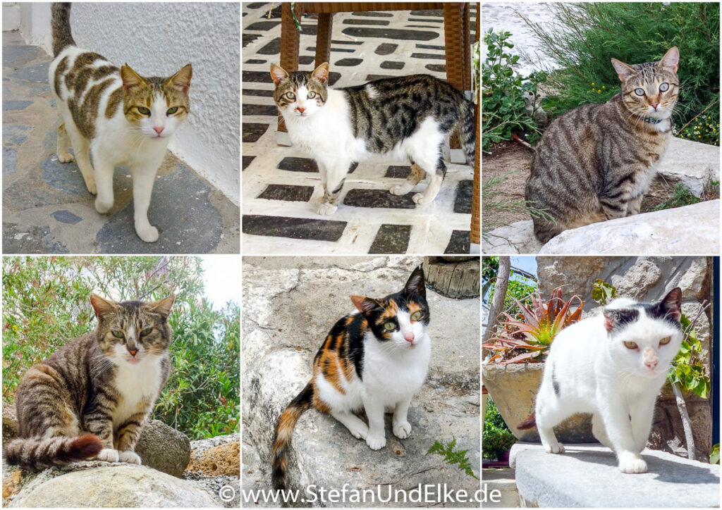 Auch Katzen wohnen in Naxos Stadt