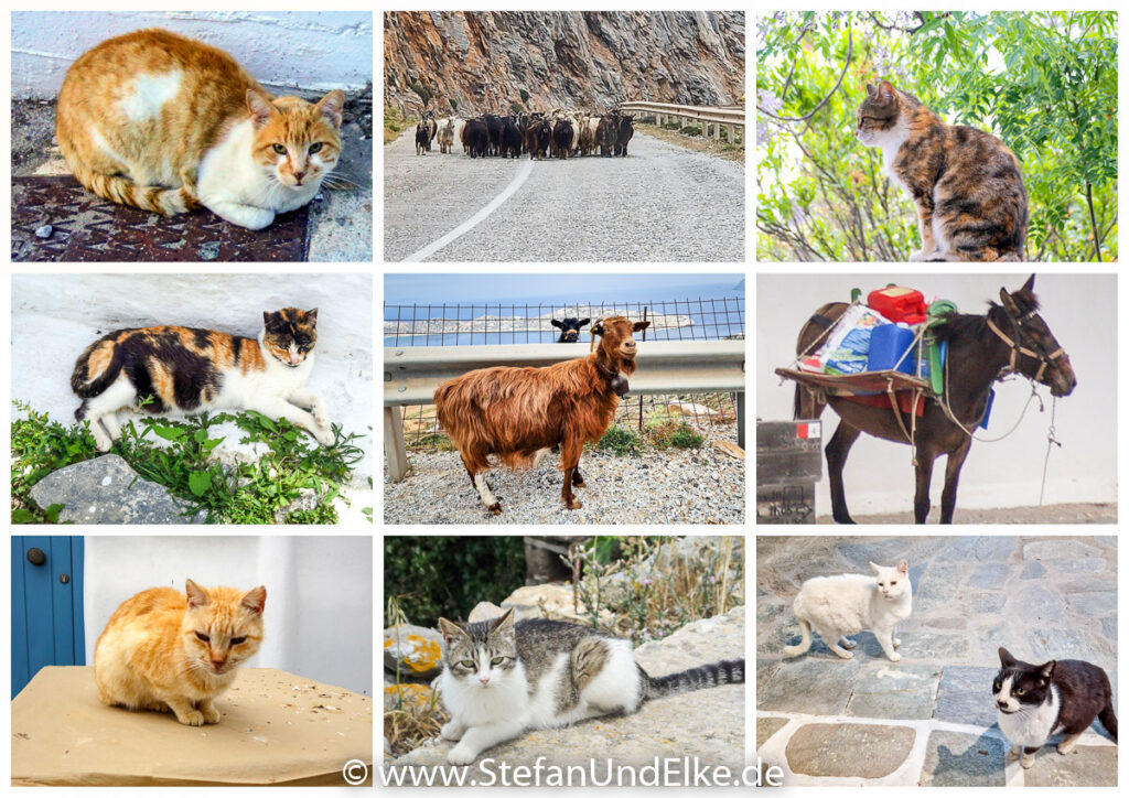 Tierwelt auf der Insel Amorgos